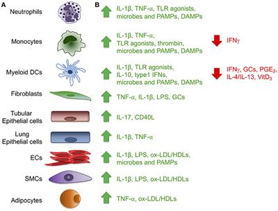 The Long Pentraxin PTX3 as a Link Between Innate Immunity, Tissue Remodeling, and Cancer